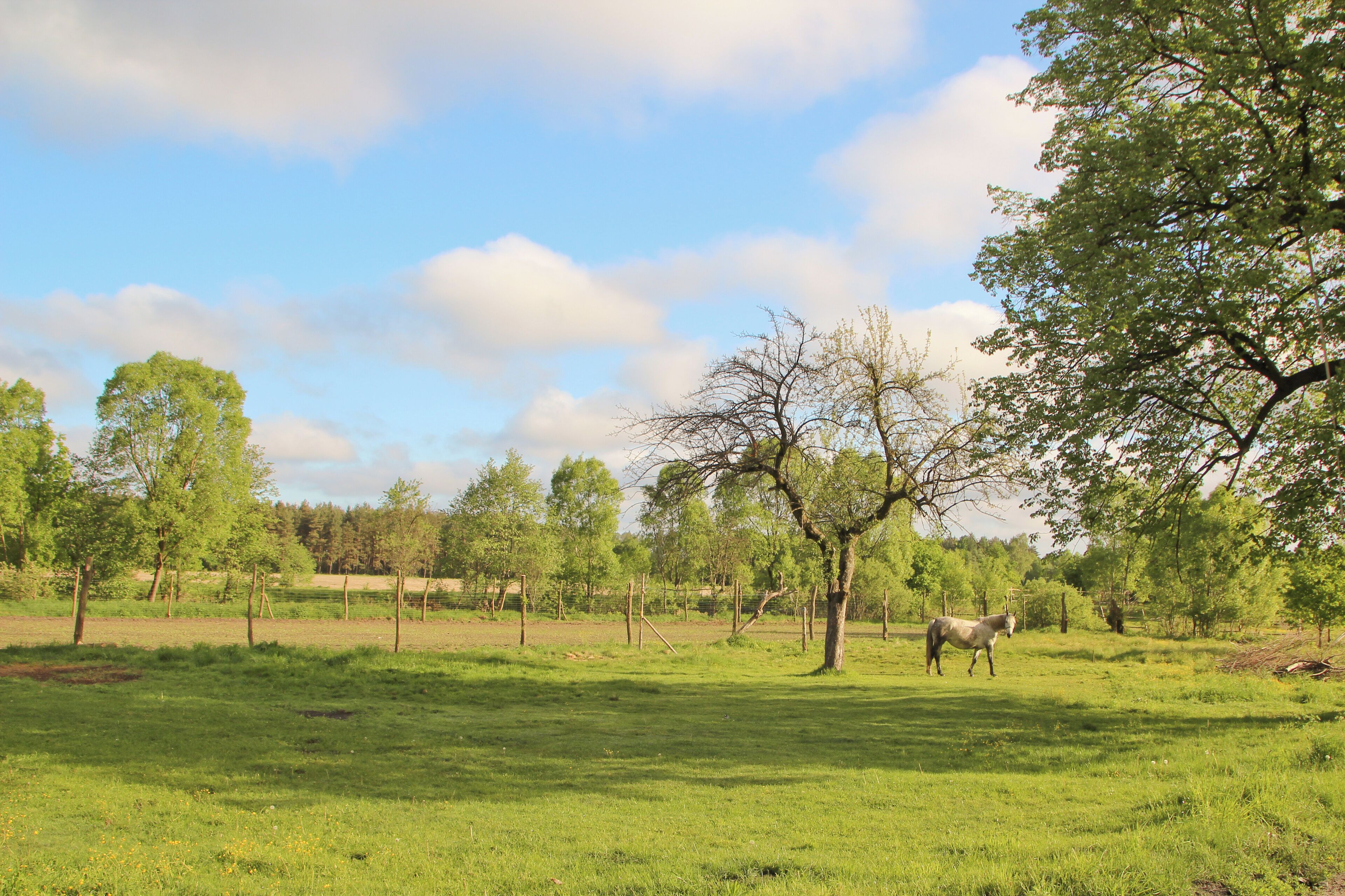 A grassy field with trees and a horse.
