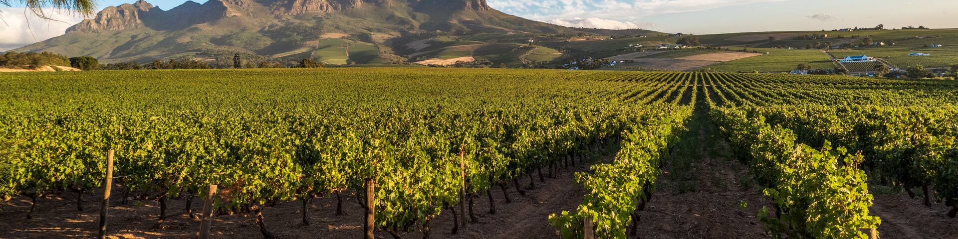 A vineyard with rows of grapevines, a mountain range in the background, and a clear blue sky.