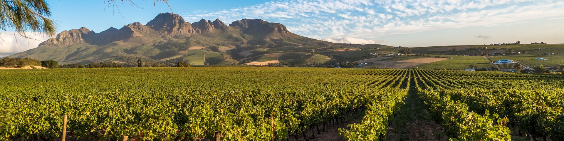 A vineyard with rows of grapevines, a mountain range in the background, and a clear blue sky.