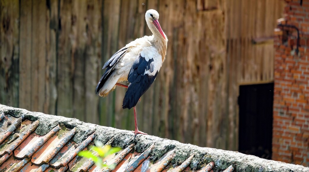 Nestled close to the russian border, the village of Zywkowo in Poland is home to storks. They come back year after year from Africa, to this village... to a point where in the summer months, there are more storks than inhabitants!
#nature #stork #poland