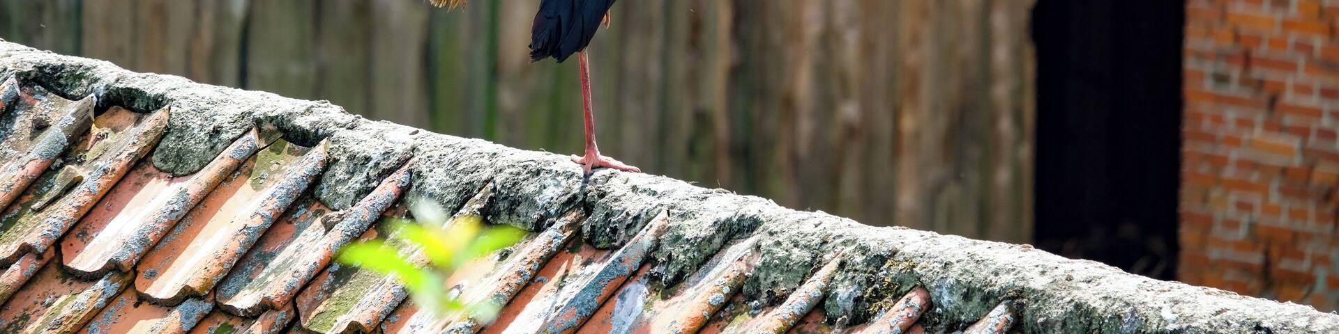 Nestled close to the russian border, the village of Zywkowo in Poland is home to storks. They come back year after year from Africa, to this village... to a point where in the summer months, there are more storks than inhabitants!
#nature #stork #poland