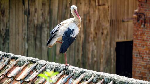 Nestled close to the russian border, the village of Zywkowo in Poland is home to storks. They come back year after year from Africa, to this village... to a point where in the summer months, there are more storks than inhabitants!
#nature #stork #poland