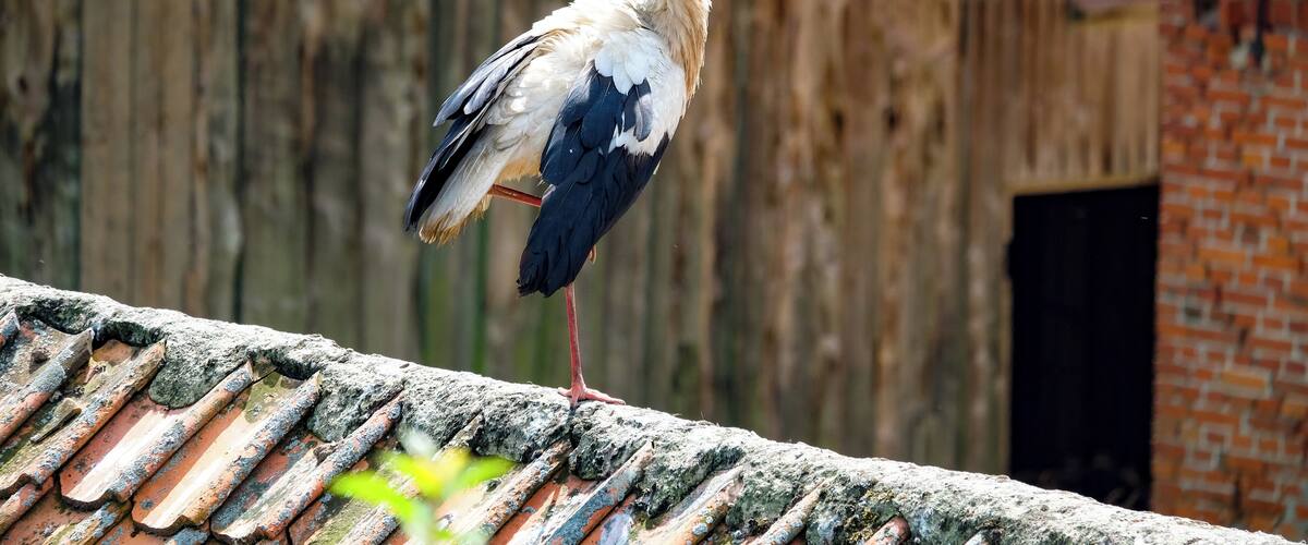A stork standing on a weathered roof with a wooden wall and brick building in the background.