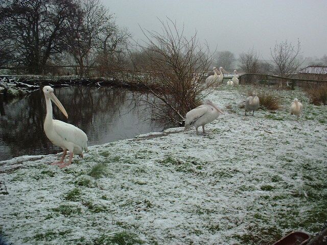 Pelicans at Blackbrook Zoological Park, Winkhill, Staffordshire, England.