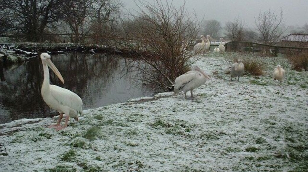 Pelicans at Blackbrook Zoological Park, Winkhill, Staffordshire, England.