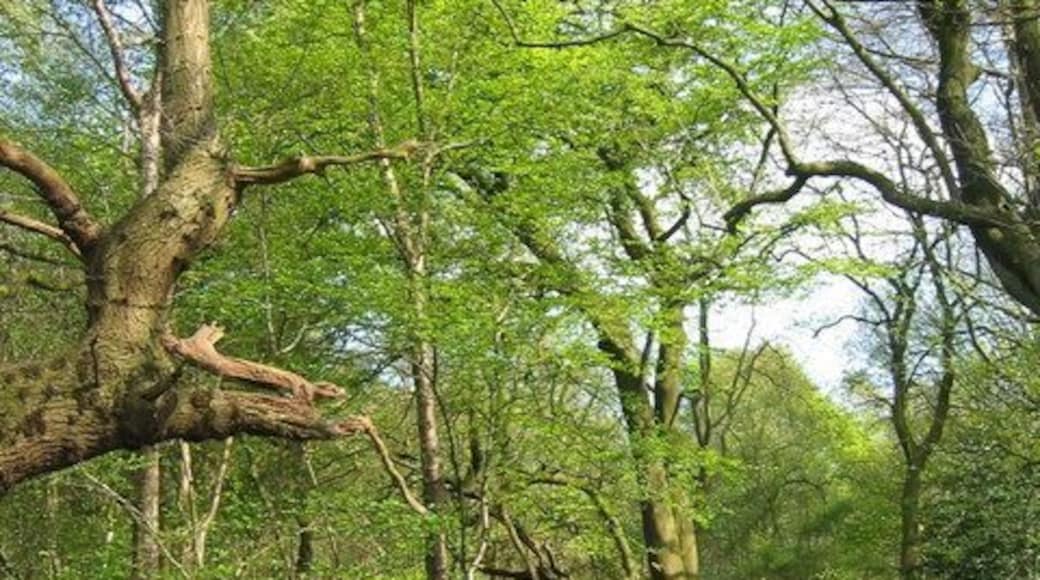 Bluebell view along path at Parrot's Drumble The bluebells are exceptional this year