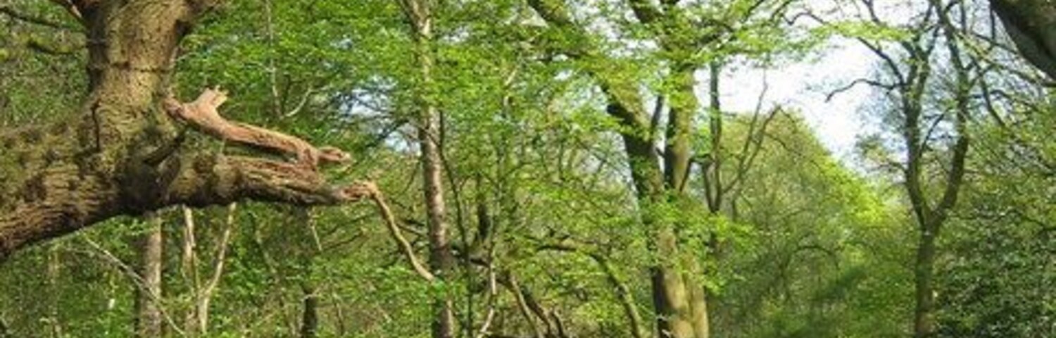 Un sendero en el bosque bordeado de árboles y campanillas.