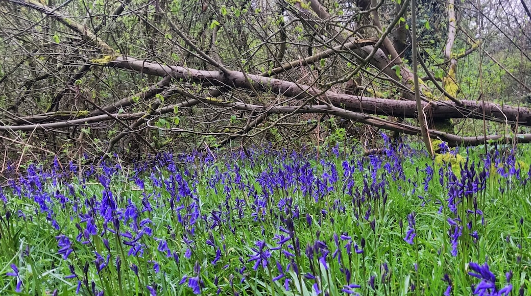 Bluebells at Parrotâs Drumble, Staffordshire
