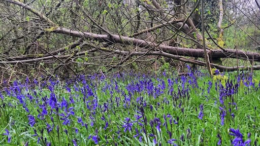 Bluebells at Parrot’s Drumble, Staffordshire