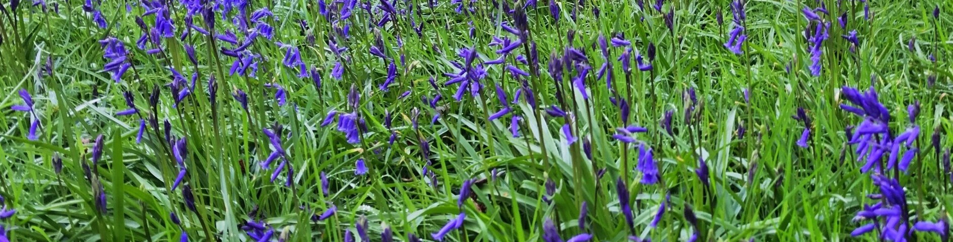 Bluebells at Parrot’s Drumble, Staffordshire