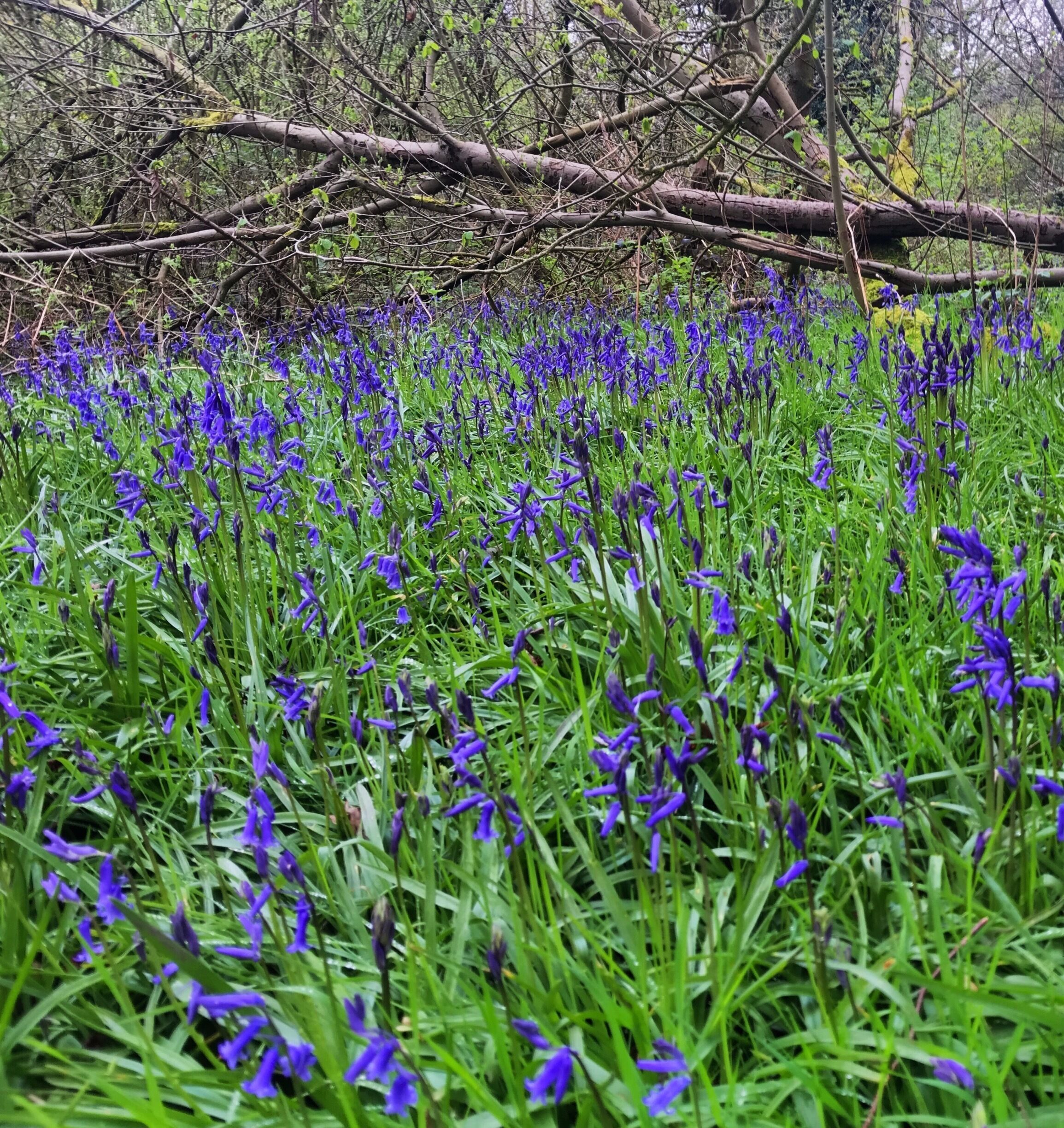A field of blue flowers with green grass and a fallen tree in the background.