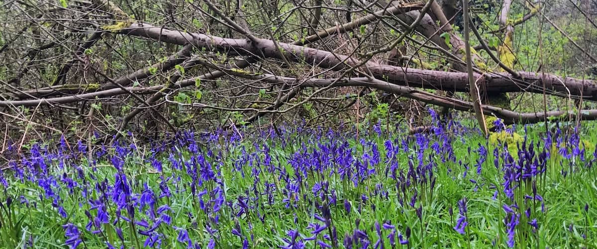 A field of blue flowers with green grass and a fallen tree in the background.
