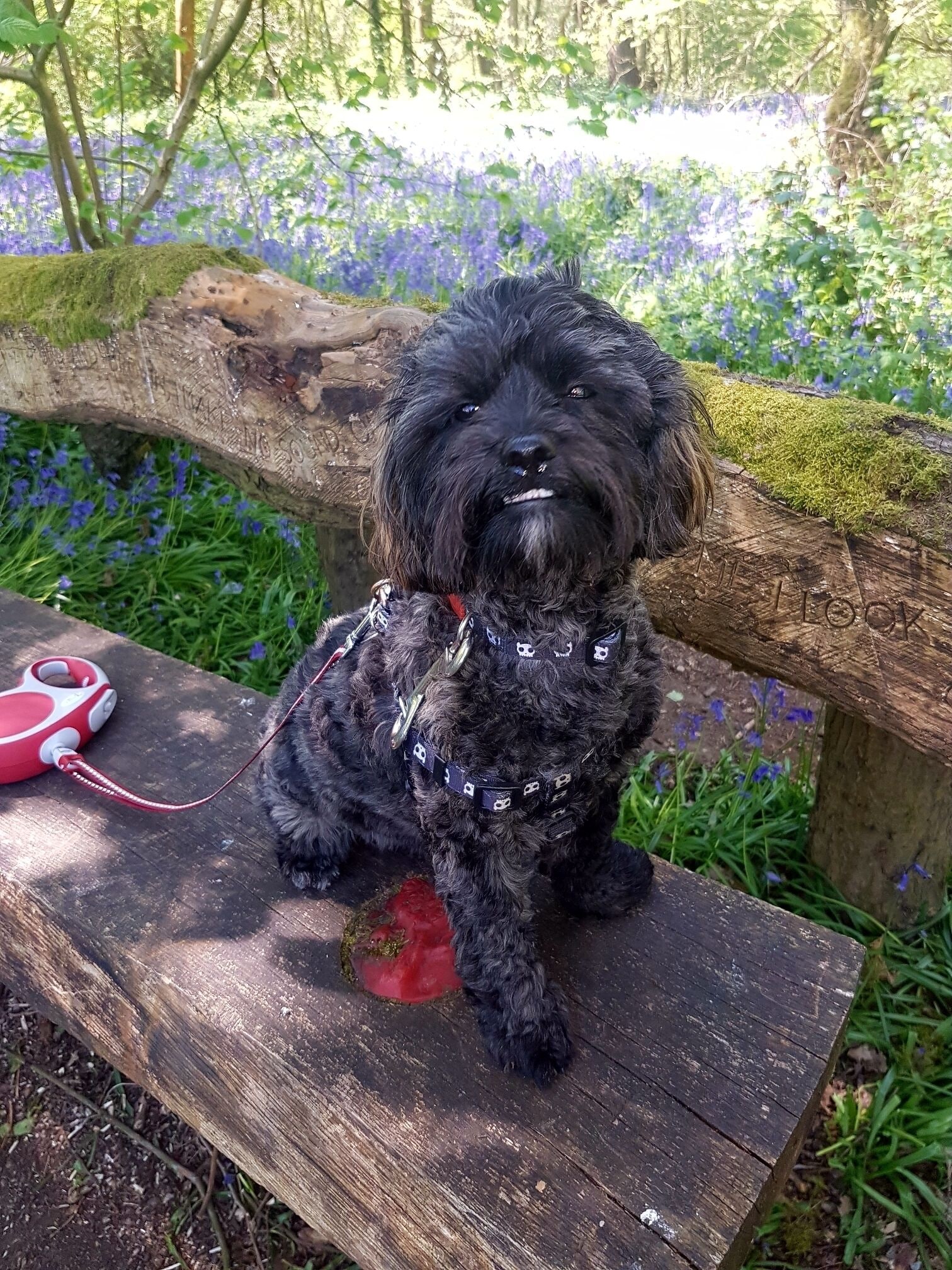 My gorgeous girl taking a photo break from her walk through the bluebells.
