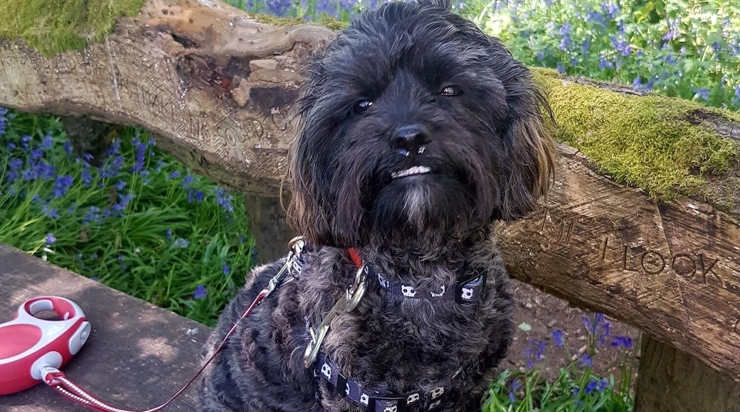 My gorgeous girl taking a photo break from her walk through the bluebells.