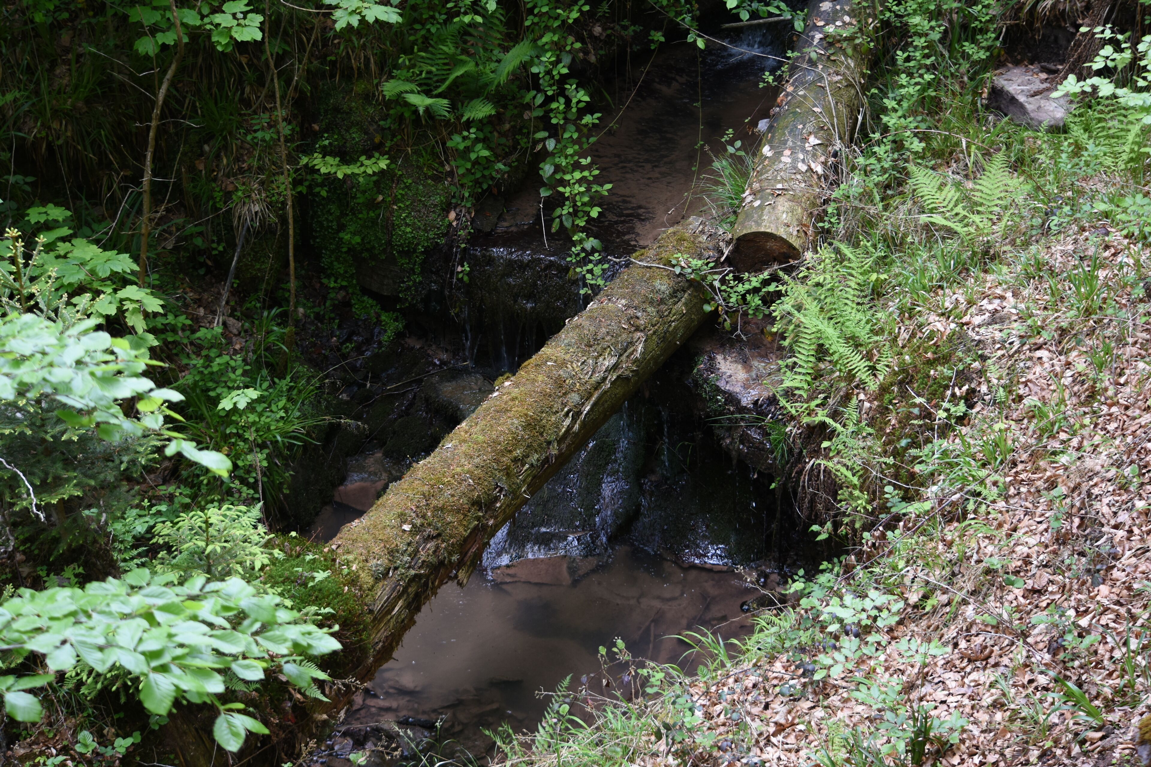 Naturschutzgebiet NSG 1116 Bärentobel bei Uhingen in Baden-Württemberg