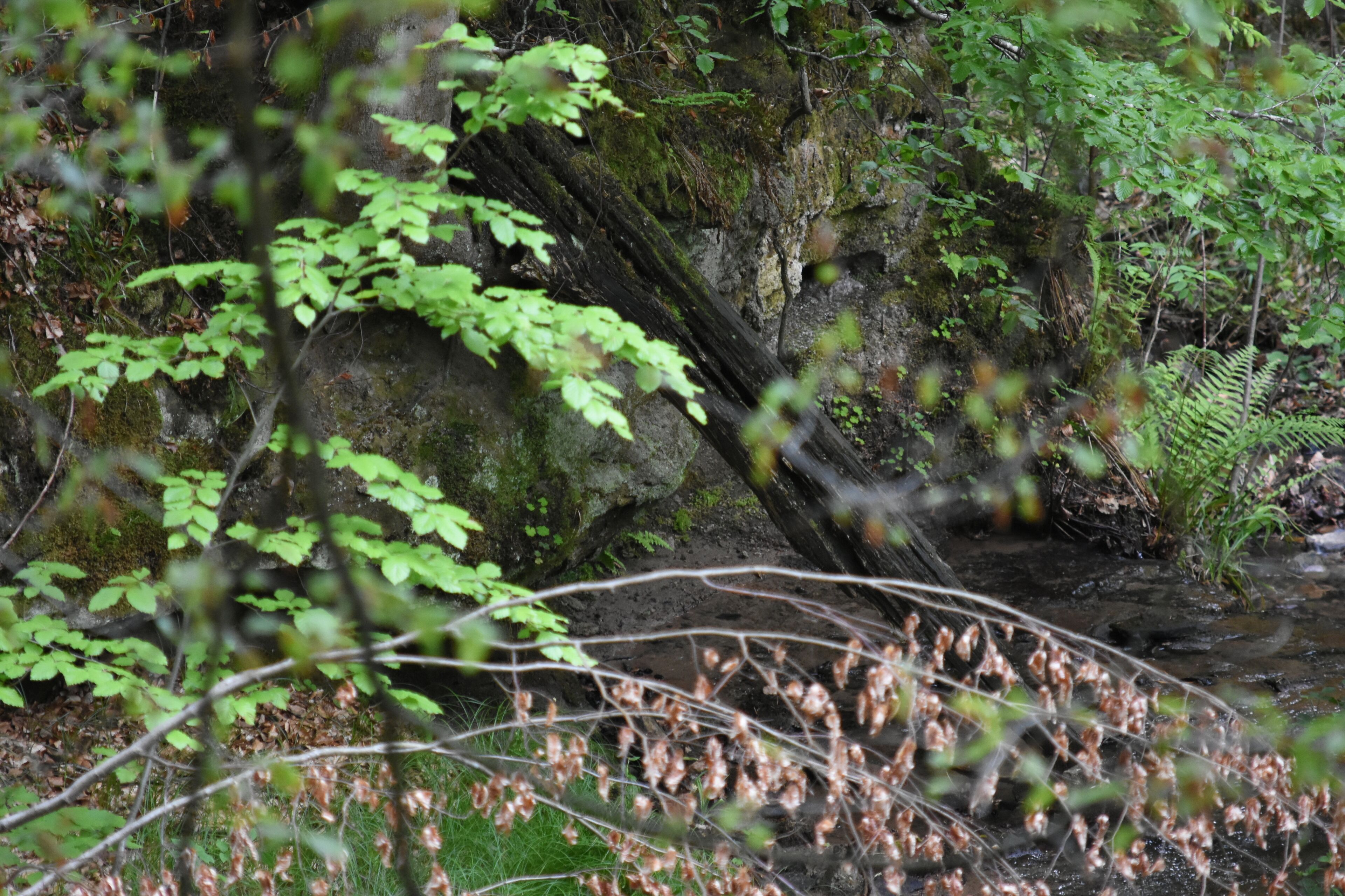 Naturschutzgebiet NSG 1116 Bärentobel bei Uhingen in Baden-Württemberg