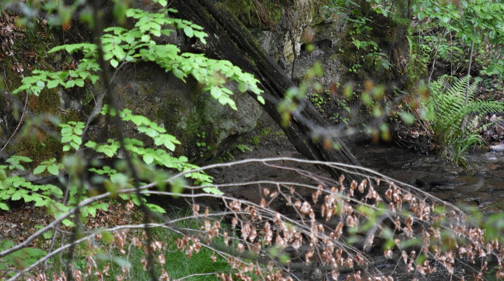 Naturschutzgebiet NSG 1116 Bärentobel bei Uhingen in Baden-Württemberg