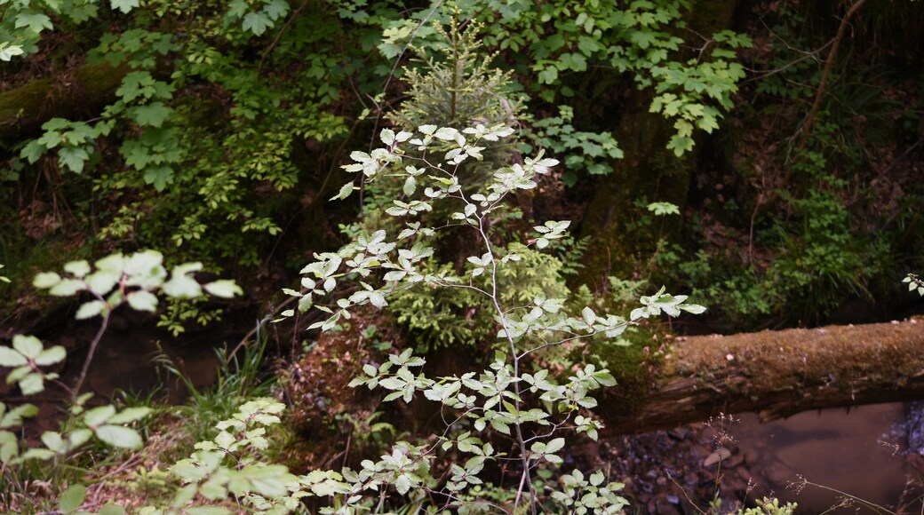 Naturschutzgebiet NSG 1116 Bärentobel bei Uhingen in Baden-Württemberg