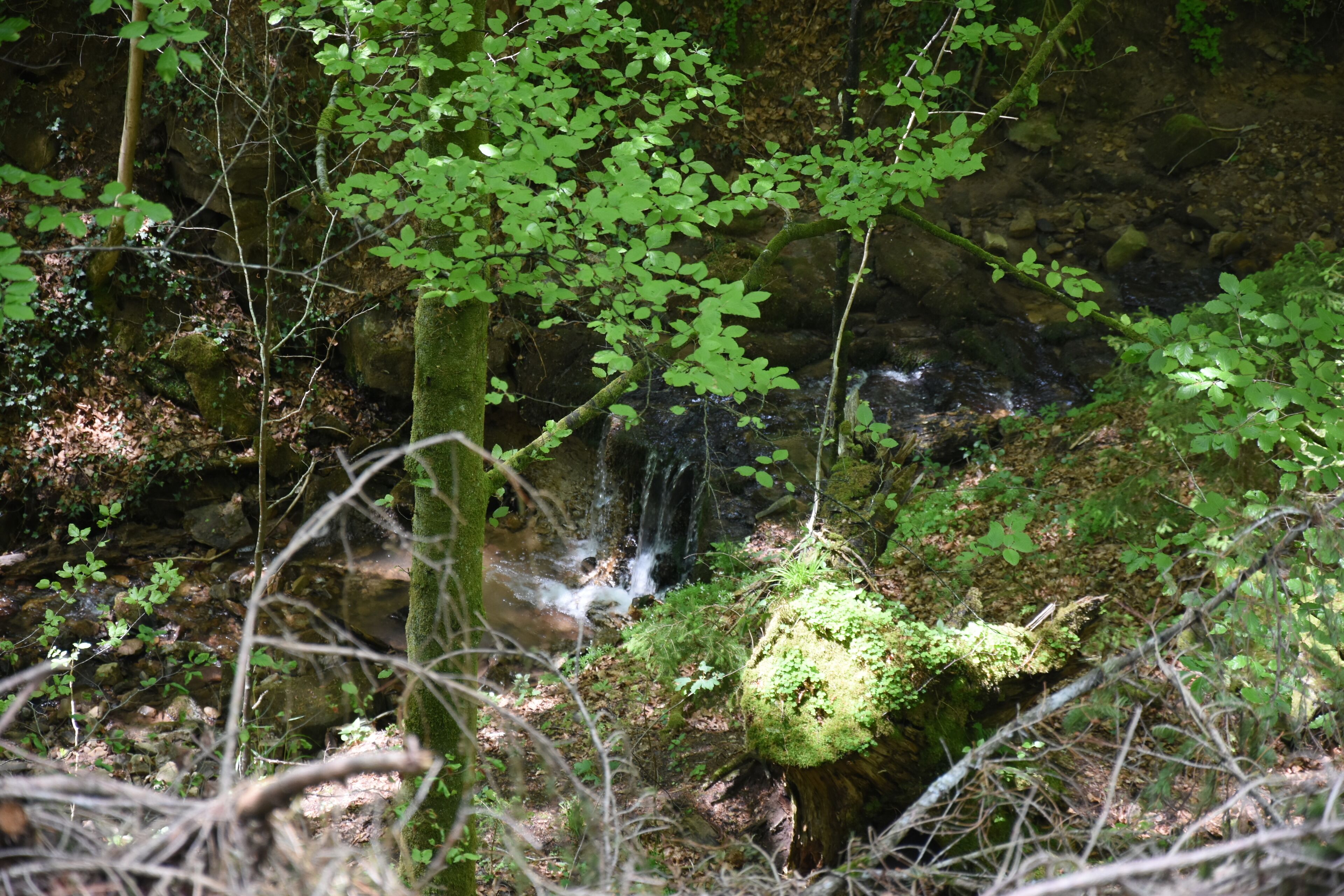 Naturschutzgebiet NSG 1116 Bärentobel bei Uhingen in Baden-Württemberg