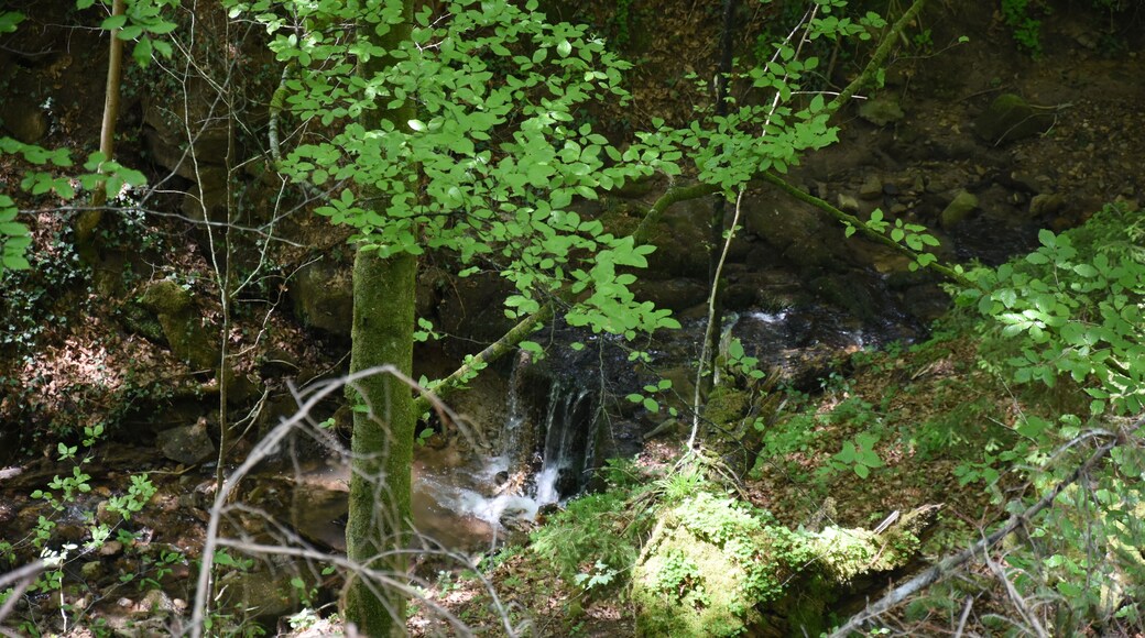 Naturschutzgebiet NSG 1116 Bärentobel bei Uhingen in Baden-Württemberg