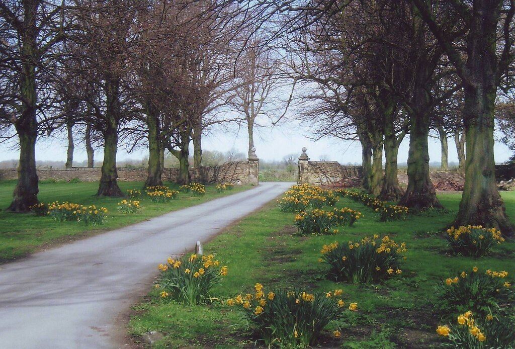 Entrance road to Teversal Manor Gardens, Notts. The gardens are actually behind the photo, but this splendid array of daffodils greets the visitor in spring.