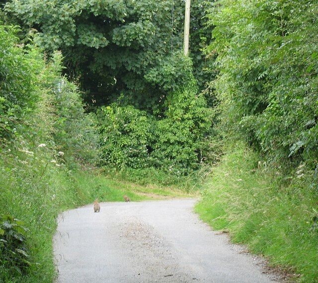 Rabbits on Lon Cogfryn Their presence is an indication of how busy the road is.
