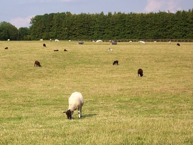 Sheep, Everleigh A small flock of ewes and lambs at Long House Farm.