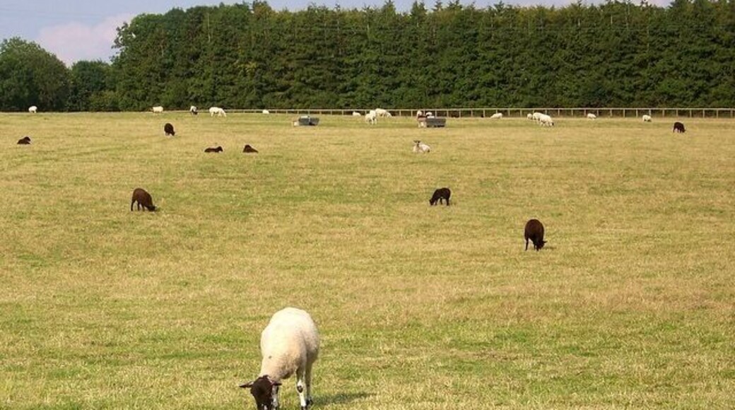 Sheep, Everleigh A small flock of ewes and lambs at Long House Farm.