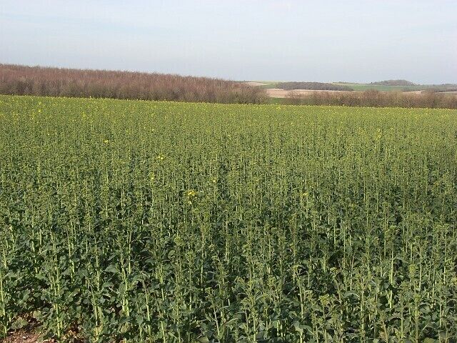 Oil-seed rape near Everleigh Marlborough Road Plantation is in the left half of the picture.