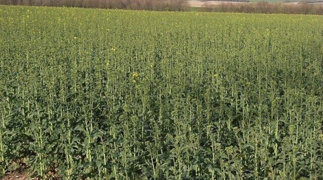 Oil-seed rape near Everleigh Marlborough Road Plantation is in the left half of the picture.
