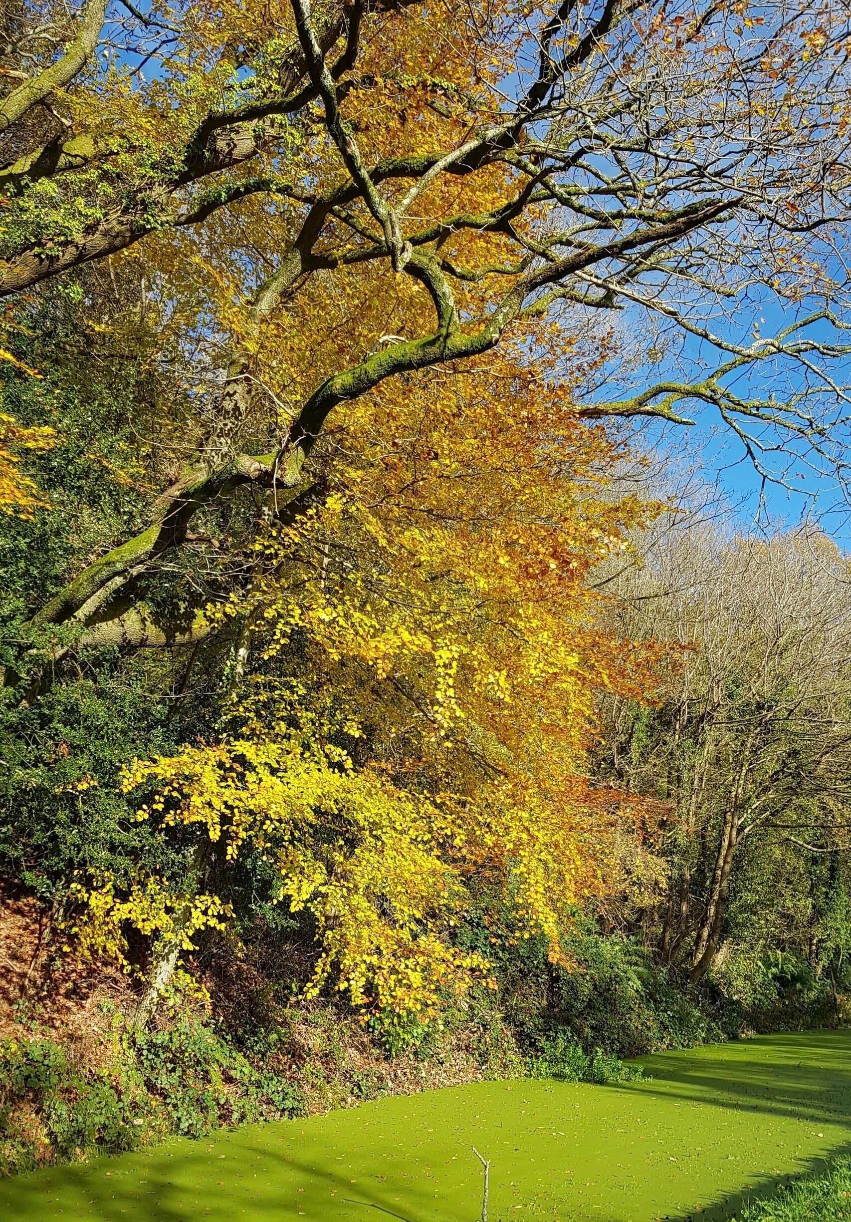 Beautiful Autumn day canal walk. 