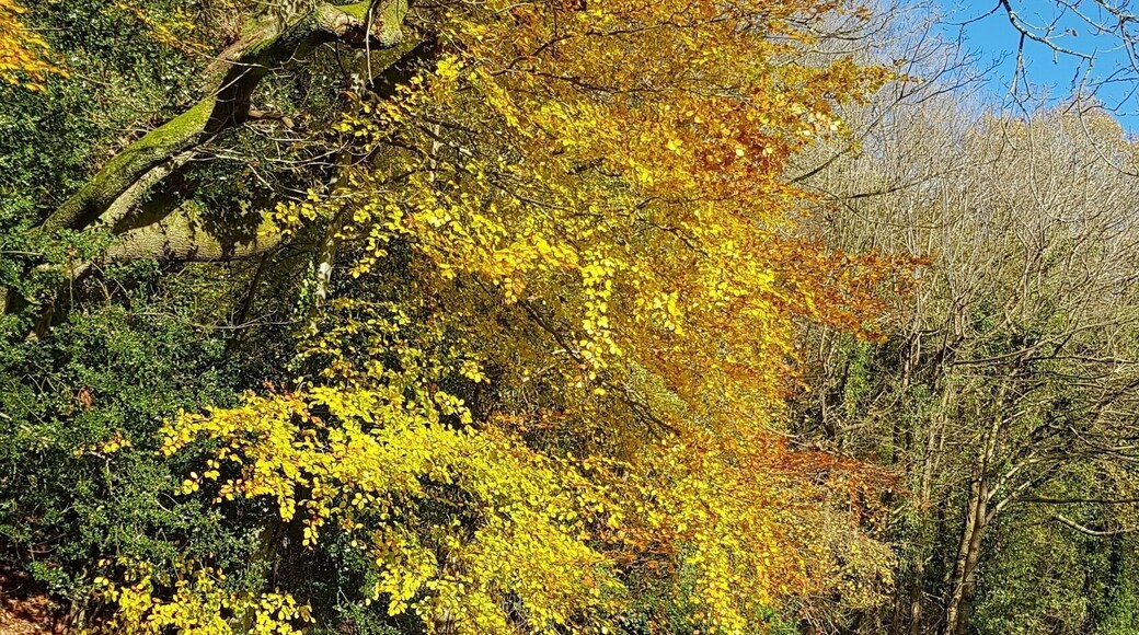 Beautiful Autumn day canal walk.