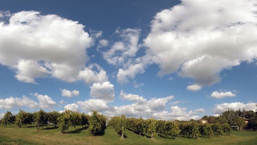 Grapevines - Scandiano (RE) Italy - September 19, 2010