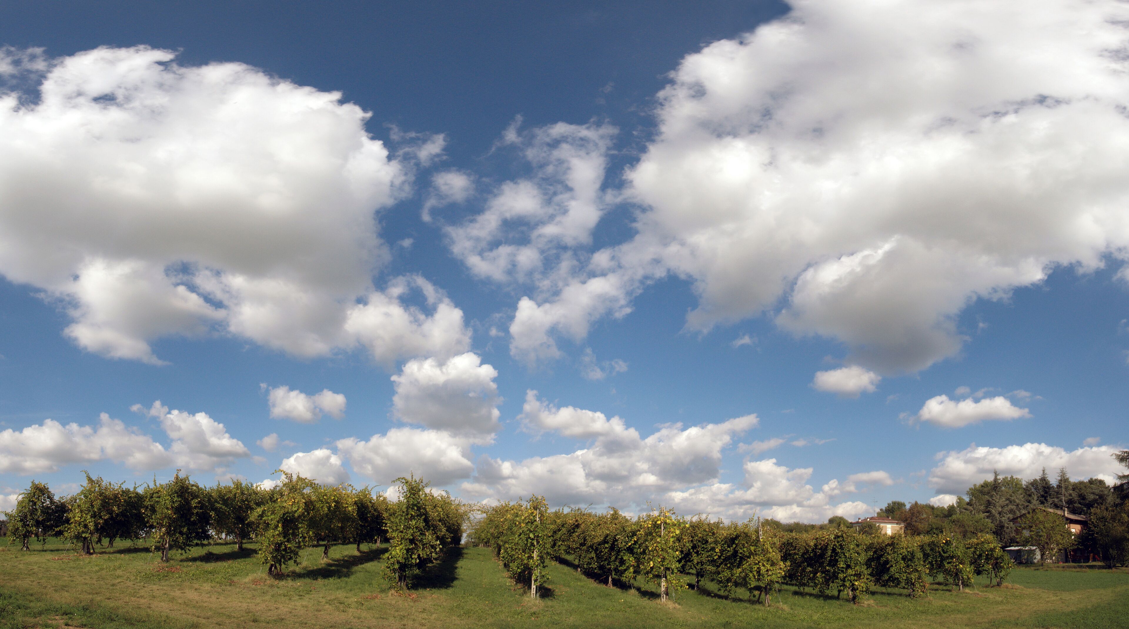 A vineyard with rows of grapevines under a partly cloudy sky.