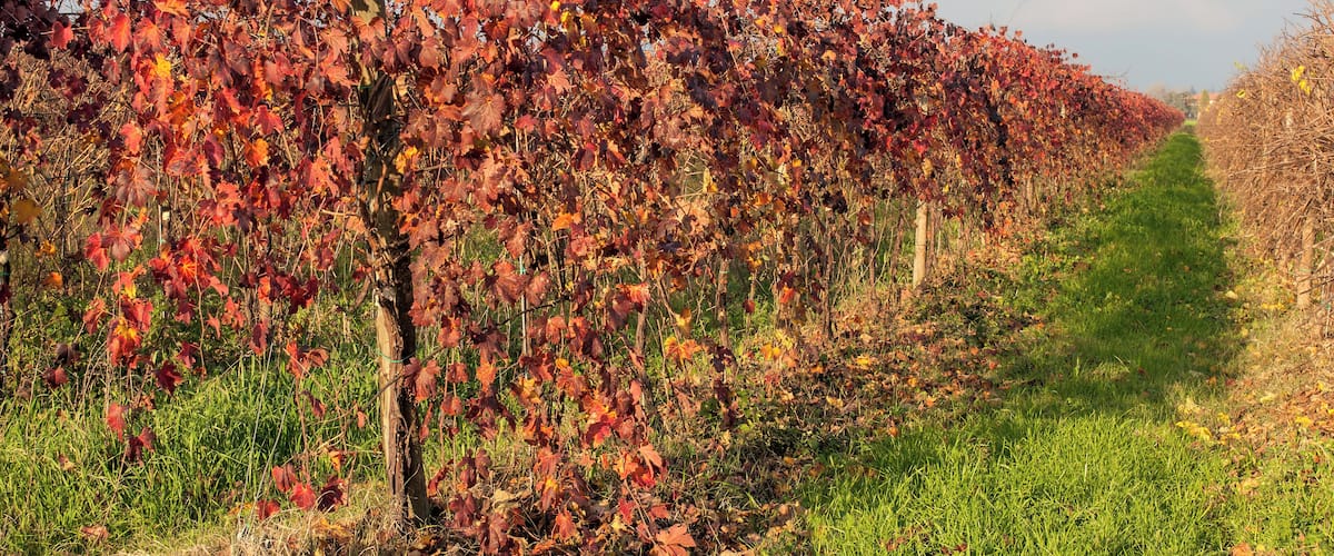 Vineyard - Fellegara, Scandiano (RE) Italy - December 12, 2012