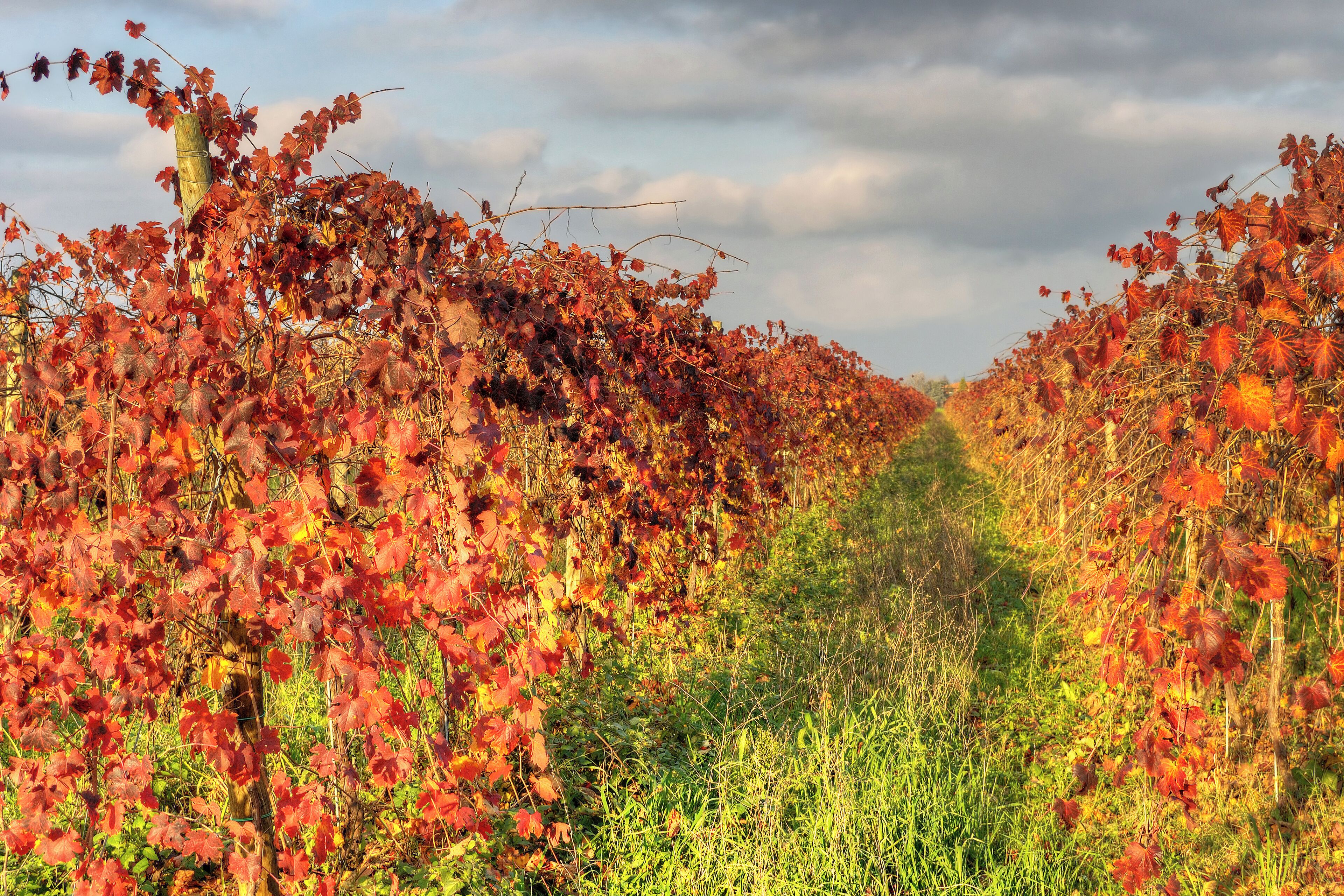 Vineyard - Fellegara, Scandiano (RE) Italy - December 2, 2012