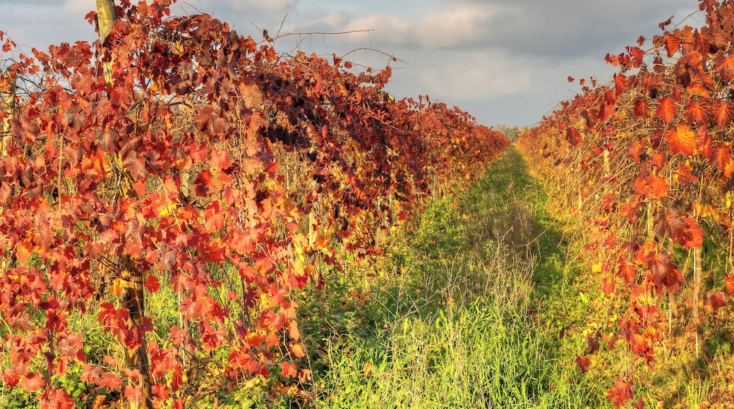 Vineyard - Fellegara, Scandiano (RE) Italy - December 2, 2012