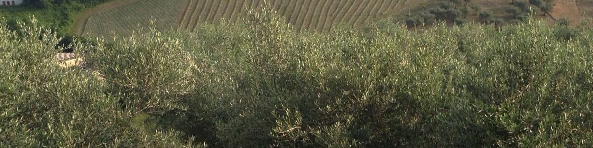 Our little village
http://sleland.weebly.com/blogs/a-is-for-abruzzo