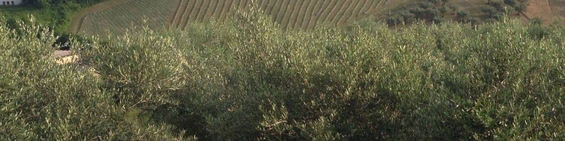 Our little village
http://sleland.weebly.com/blogs/a-is-for-abruzzo