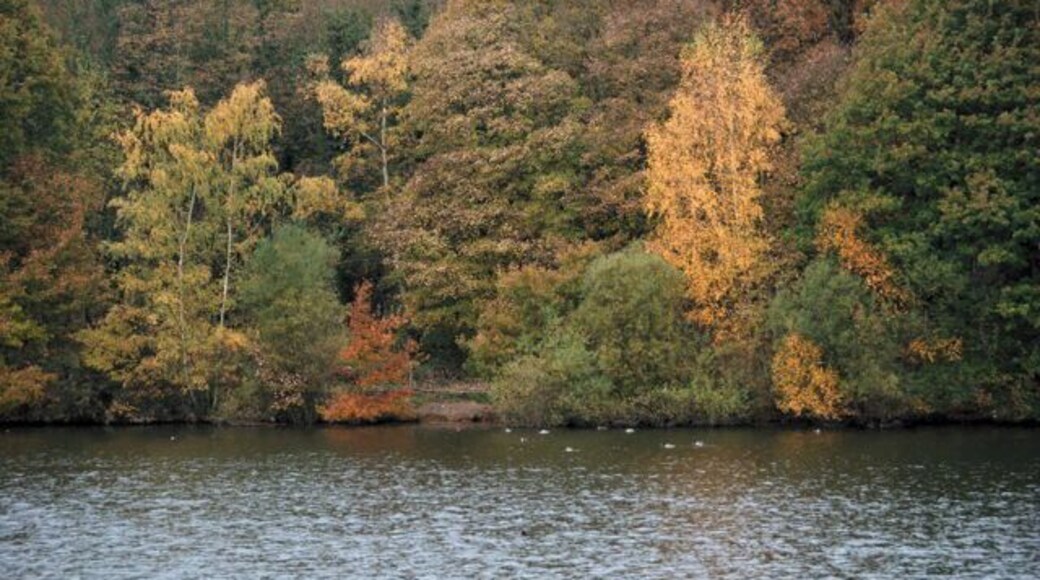 Autumn colours Trees at the edge of the Linacre middle reservoir.