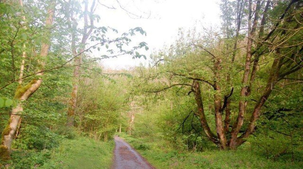 Footpath through Lathkill Dale At this point the dale is heavily wooded and - at this time of year - very lush.