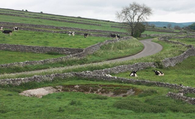 Disused dew pond beside the road to Over Haddon The dew pond would have collected drinking water for the cattle. Now it is empty and overgrown, like many in the Peak District