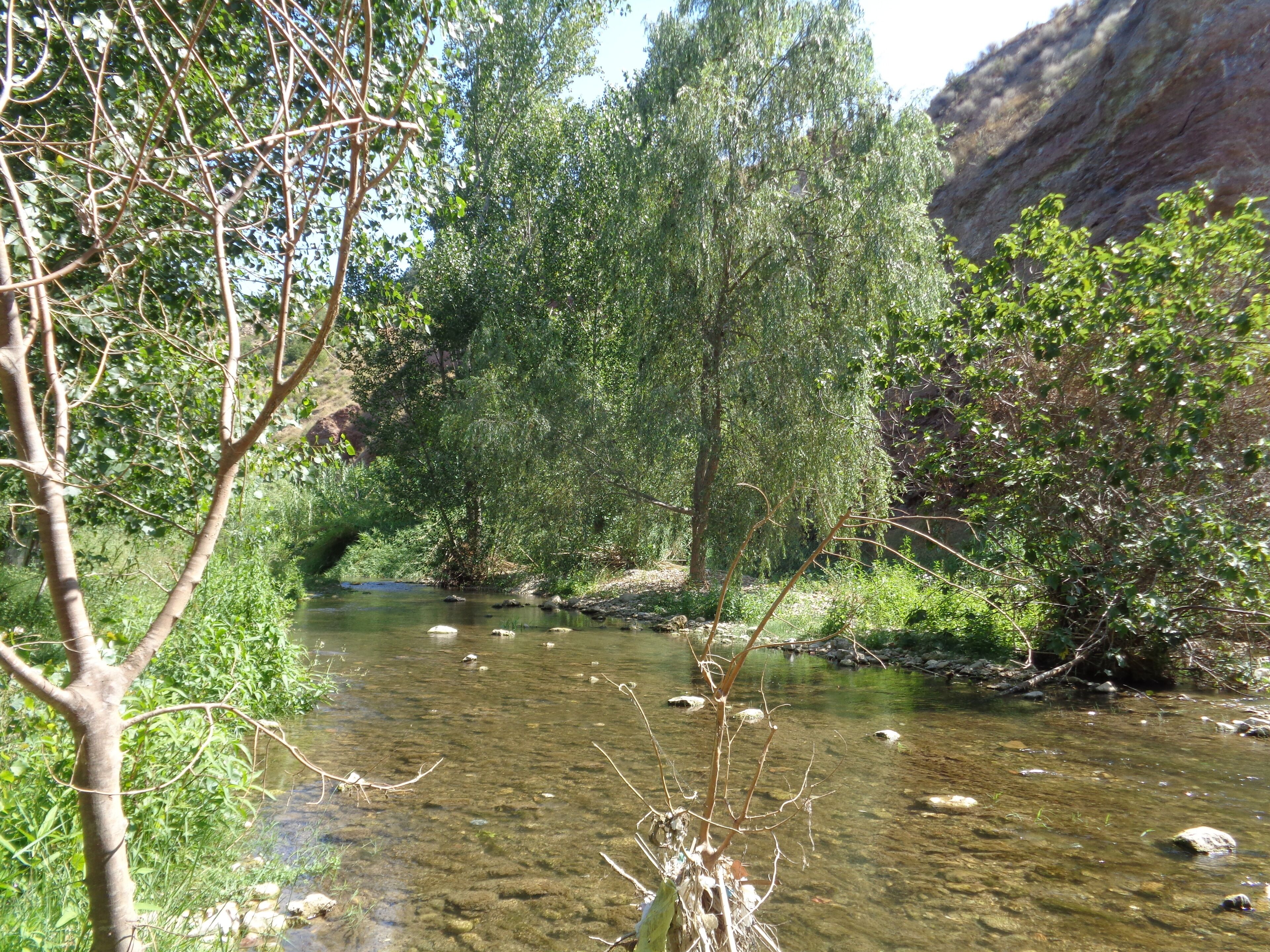 A clear stream with trees and a rocky cliff in the background.