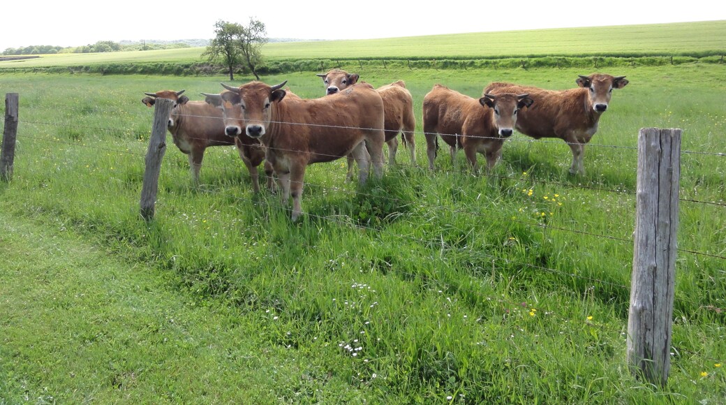 Cessières (Aisne) paysage avec vaches