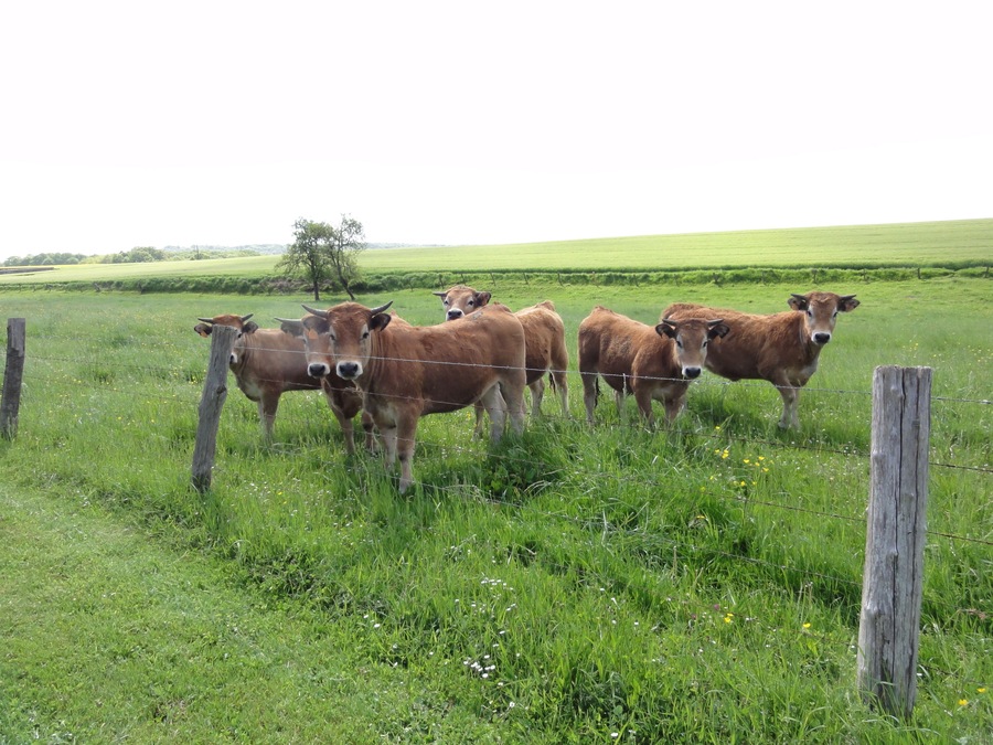 Cessières (Aisne) paysage avec vaches