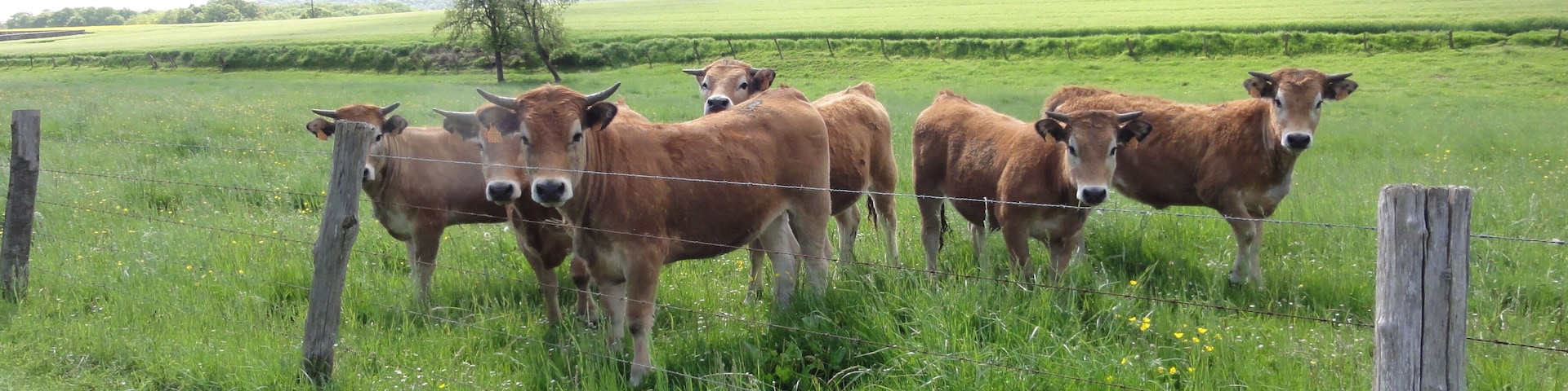 Cessières (Aisne) paysage avec vaches