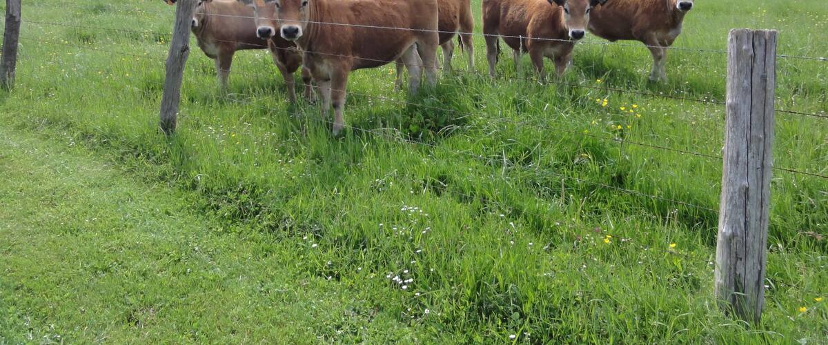 A group of cows in a grassy field with a wooden fence and a tree in the background.