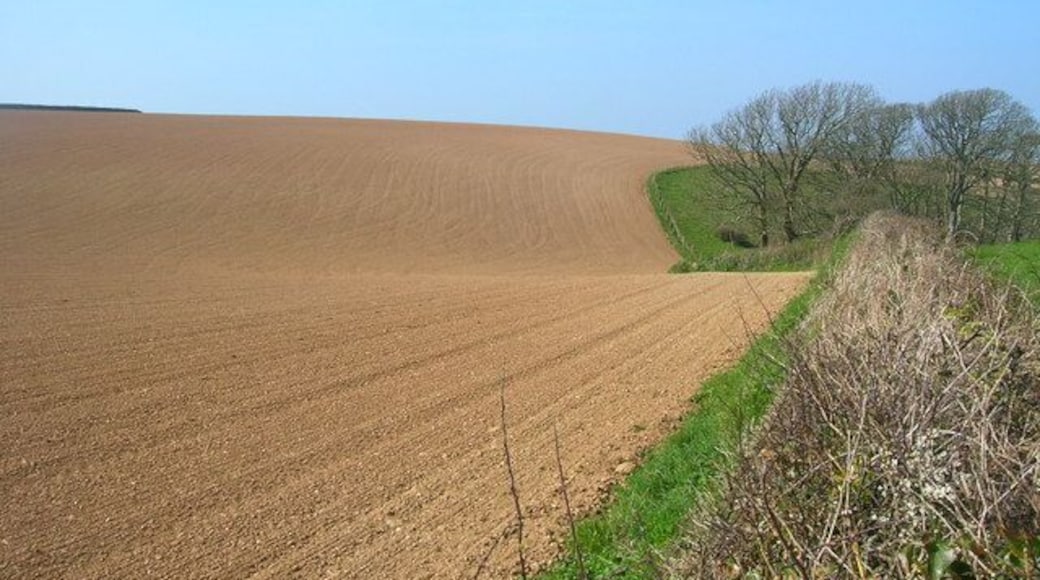 Field below Roscarrock Spring sown field above Port Isaac. The footpath up to Trewinte crosses the field from the left.