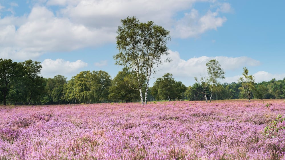 Un champ de fleurs violettes, avec des arbres en arrière-plan.