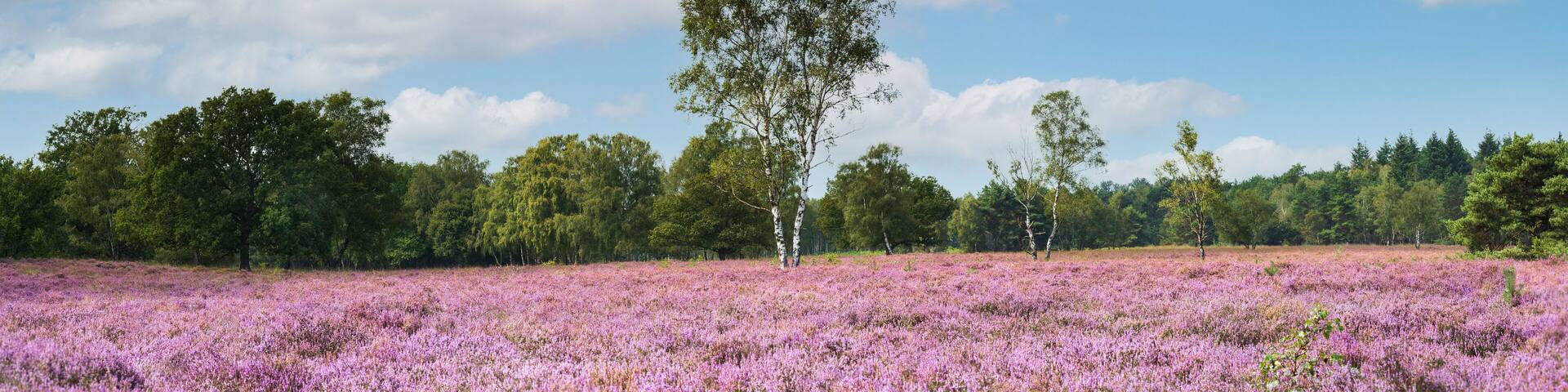 Huge blooming heather field in late summer, Dutch landscape, Panorama, De Kampina
